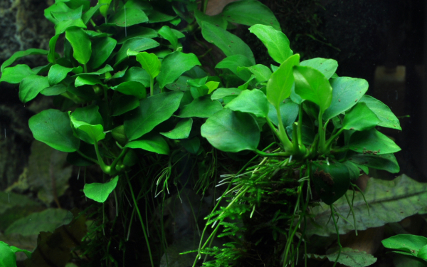 Anubias barteri 'Petite' - Zwerg-Anubias